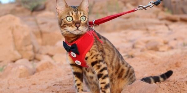 bengal cat in red harness on leash walk