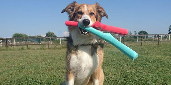 best dogs for playing fetch