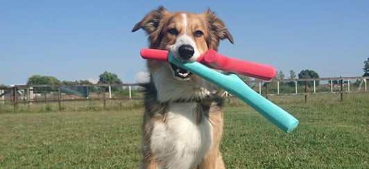 https://www.preventivevet.com/hs-fs/hubfs/best%20fetch%20stick%20new%20color-1.jpg?width=532&name=best%20fetch%20stick%20new%20color-1.jpg