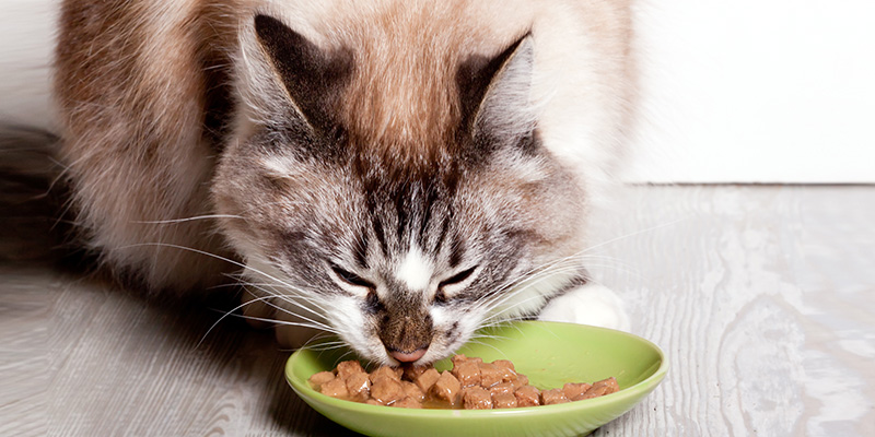 cat stop eating wet food