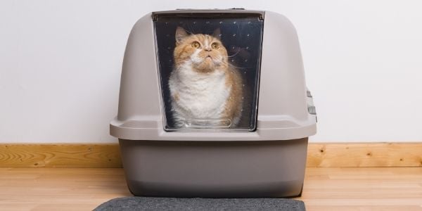 Types of Litter Boxes  