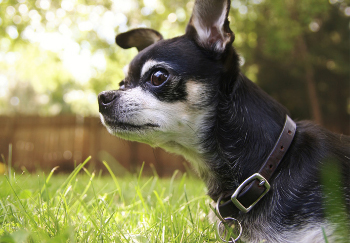 black and tan chihuahua wearing leather collar in yard