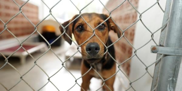 black and tan hound dog sticking nose through kennel fencing