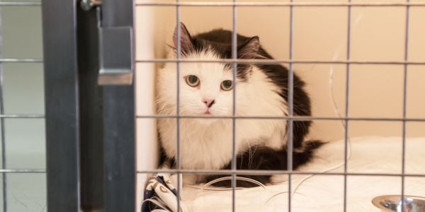 black and white cat at the hospital with IV fluid tubes