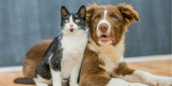 black and white cat beside a border collie mix dog-canva