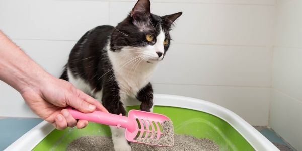 black and white cat entering a litter box