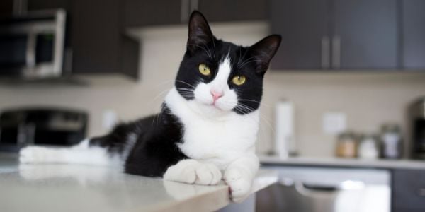 black and white cat lying on kitchen counter