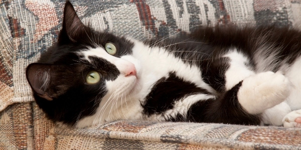 black and white cat resting on couch