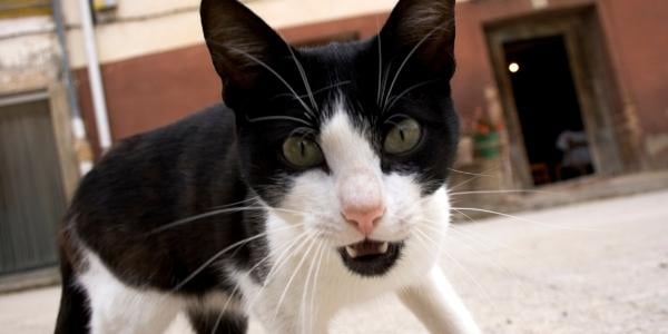 black and white cat staring aggressively