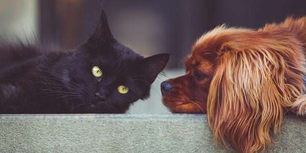 black cat and king charles cavalier dog lay down together on floor