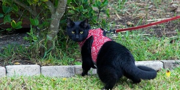 black cat in red harness on leash walk