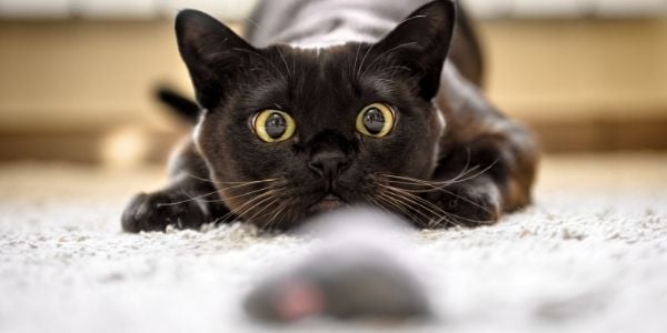 black cat lying down staring at a mouse toy
