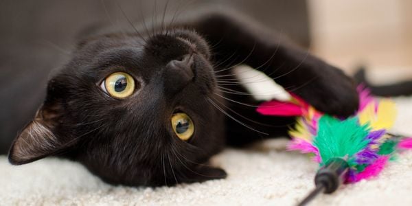 black cat lying down with a feature cat toy