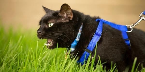 black cat on blue leash and harness on leash walk