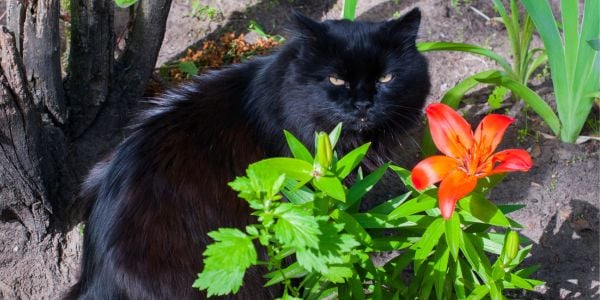 black cat outside sitting beside a toxic lily