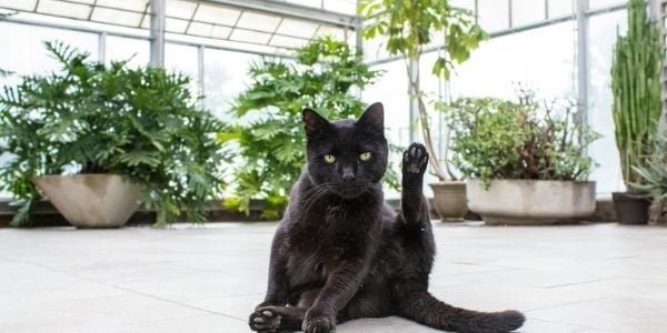 black cat with lots of indoor plants