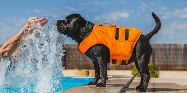 black dog on the edge of a pool wearing an orange lifejacket
