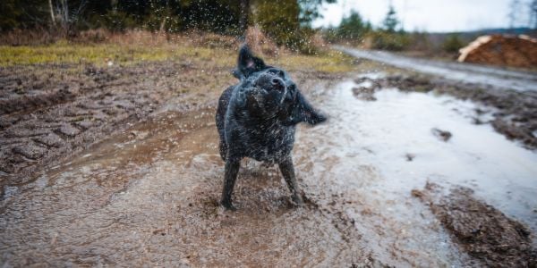 black dog shaking water off after being in a puddle