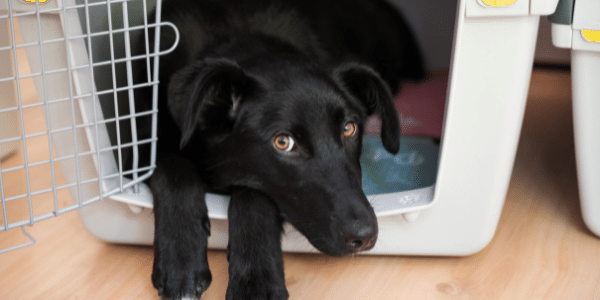 black dog with brown eyes resting in open crate