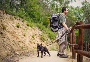 black french bulldog on hike with owner