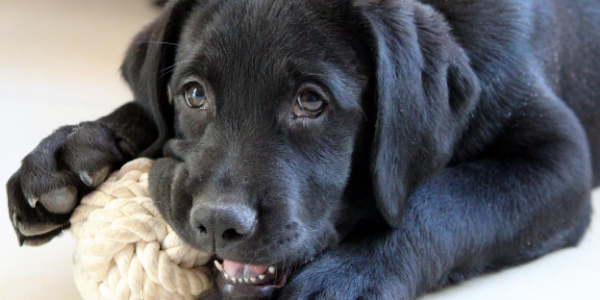 black lab chewing on toy