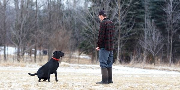 black lab holding a sit stay as owner adds distance