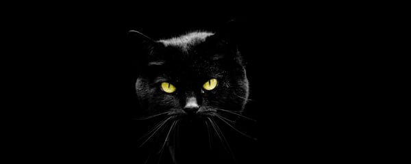 Black Cat Black Background