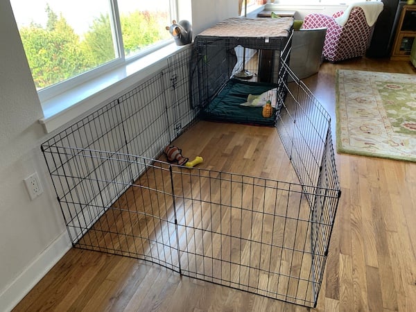 dog crate in ex pen set up
