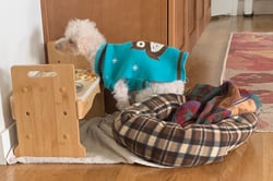 食事中に支えデイジー犬