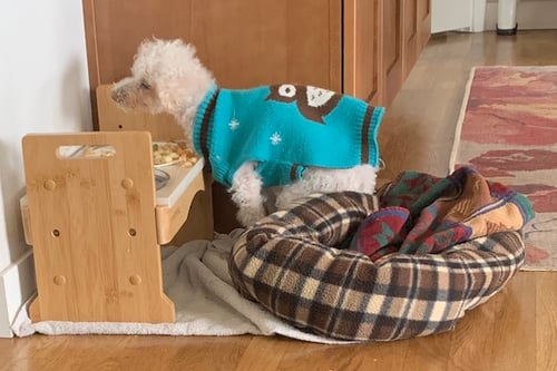 senior dog propped while eating