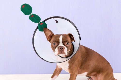 Dog Martini