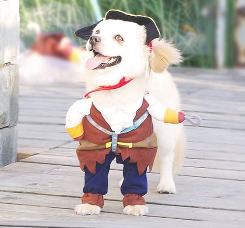 Dog in Pirate Costume