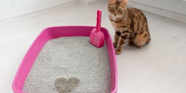 How to collect a cat urine sample