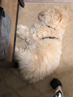 Mary Berry laying next to desk