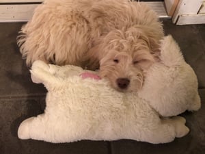 Mary Berry laying on Snuggle Puppy