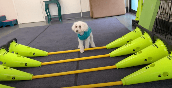 Senior dog rehab with cones