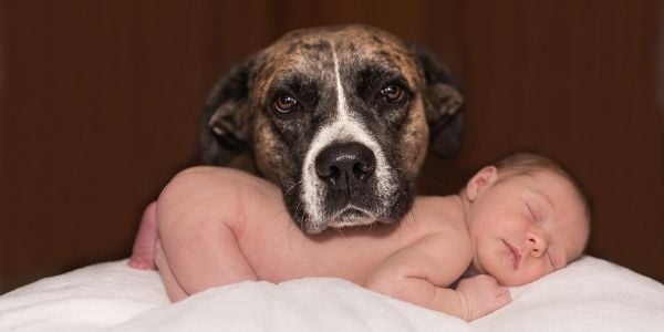 baby and family dog photo