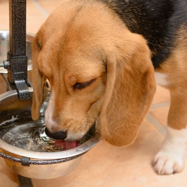 beagle dog drinking from a raised water bowl