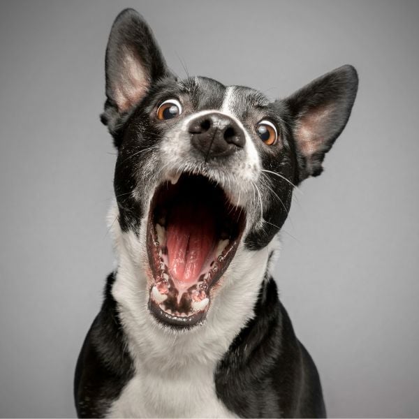 black and white dog opening his mouth to the camera