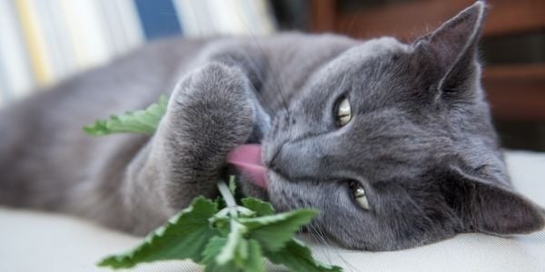 gray cat licking and enjoying fresh catnip
