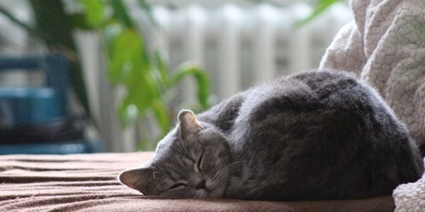 cat resting