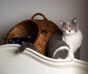 cute cat by basket