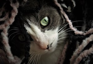 cat-emergencies