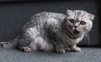 injured cat meowing