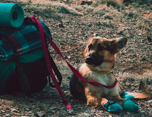 dog by hiking backpack