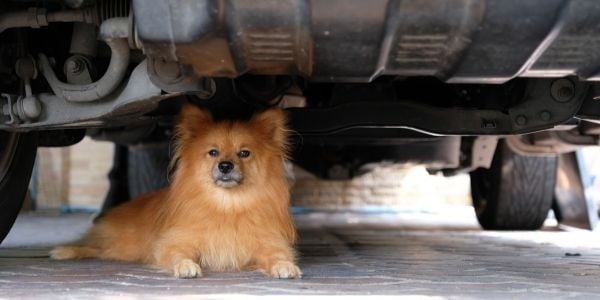 dog lying under car in garage