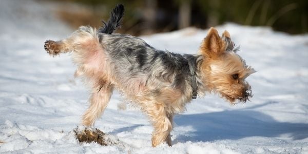 dog peeing in the snow