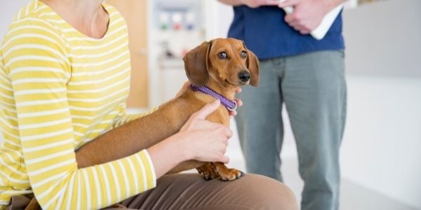 dog scared to go to the veterinarian