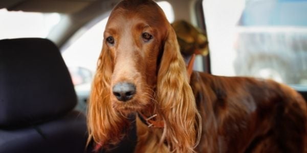 dog suffering from car sickness