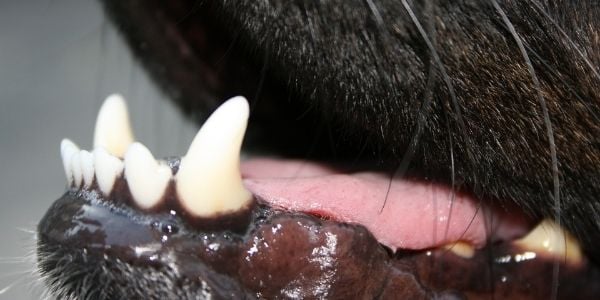 dog xrays for dental health